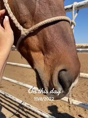 A post by @nobarriers10 on TikTok caption: #onthisday he’s so needy 😂 #MomsofTikTok #horsesoftiktok #ropehorse #boymom