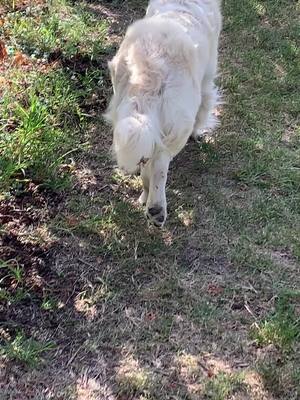 A post by @valegretaviola on TikTok caption: Cacca time 🤣🤣 #goldenretriever #perte