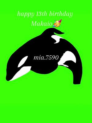 A post by @mia.7590 on TikTok caption: happy 13th birthday Makaio🥳💚 #happybirthday #makaio #makaioorca #seaworld #seaworldorlando #orcas #orcadrawing #orcalove #orca #orcawhale #orcaencounter #killerwhale #killerwales #orcabirth #orcagivingbirth #killerwhalebirth #savetheorcas #stopbreeding #stopcapturing #captivity #fypage #fypシ゚viral #fypシ #4u #fy #fyp #foryou #foryoupage #viral_video #videoviral #viral #virall #viraltiktok #viralvideo #fyy 