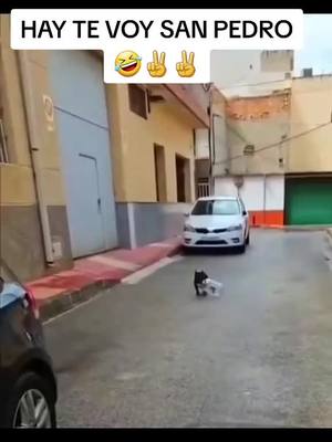 A post by @drebmil26dj on TikTok caption: #mundo animal #granviadelfaraon #humor 