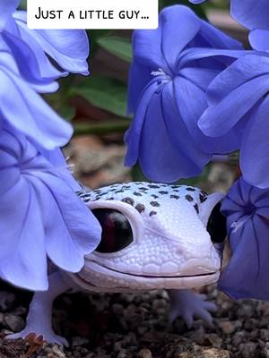 A post by @broodmothersnest on TikTok caption: If he isn’t the cutest little guy 😭🥺 #cute #gecko #miniature #blindbox #adorable #leapordgecko #lizard 