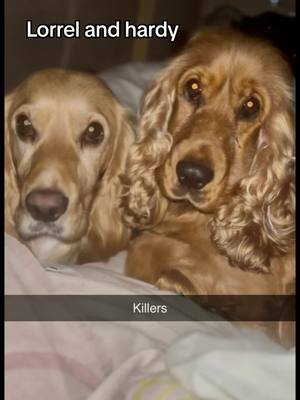 A post by @proper_spaniels on TikTok caption: #mother #daughter #babys