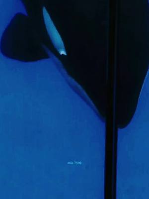 A post by @mia.7590 on TikTok caption: 𝑳𝒊𝒕𝒕𝒍𝒆 𝑴𝒊𝒎𝒐🤍 Credits: Kataku06 #orca #orcas #orcawhale #orcaencounter #killerwhale #killerwales #orcaedit #orcaedits #moana #moanaorca #mymarineland #marinelandantibes #savetheorcas #stopbreeding #stopcapturing #captivity #fypage #fypシ゚viral #fypシ #4u #fy #fyp #foryou #foryoupage #viral_video #videoviral #viral #virall #viraltiktok #viralvideo #fyy 