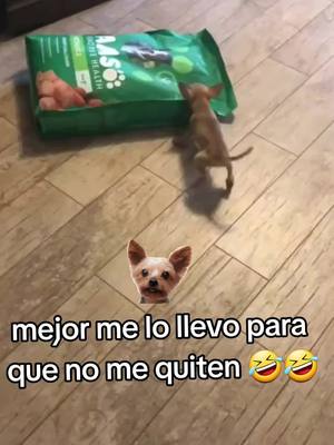 A post by @drebmil26dj on TikTok caption: #mundoanimal #granviadelfaraon #humor #parati 