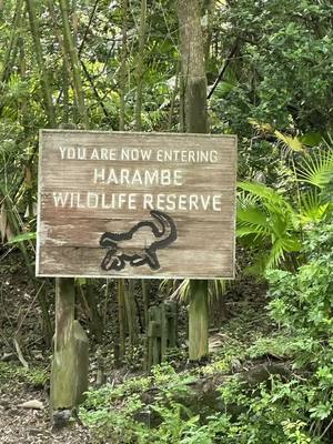 A post by @allenheathhardin on TikTok caption: #CapCut #animalkingdom #waltdisney #waltdisneyworld #harambewildlifereserve #safari #KilimanjaroSafaris #vacation2023 #orlando #florida