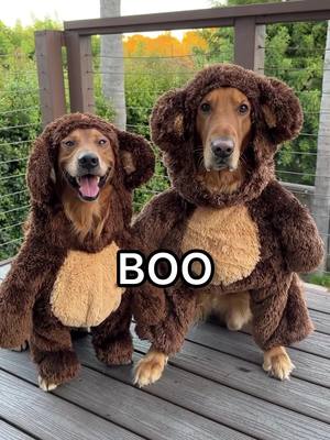 A post by @ on TikTok caption: Hey Boo 👻  #Champagnepupi #Pupcasso  #HalloweenCostume #petco 