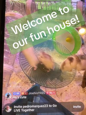 A post by @crack_hamsters on TikTok caption: Welcome to out hamster fun house. #hamster #pet #love #fun #cute #animal #family #creature #feedingtime #zoo #rave #party #music #comedy 