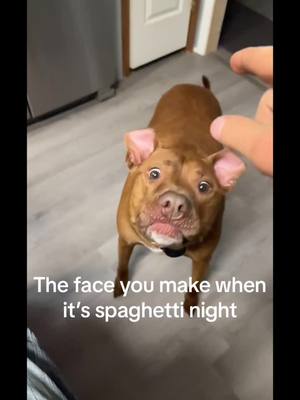 A post by @jenniferbishop36 on TikTok caption: #dogsoftiktok #fypシ #boop #silly 