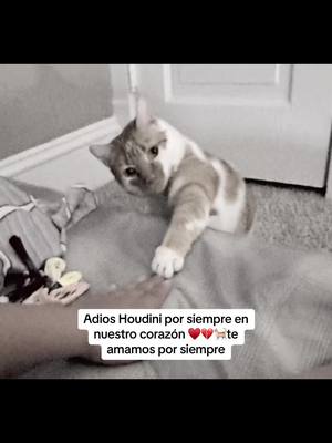 A post by @rubysitadesserts on TikTok caption: #catlover #gatosdetiktok #gato