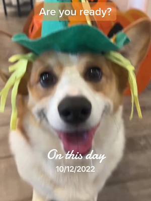 A post by @corgi_with_a_question on TikTok caption: Sending you some love today!  #onthisday #corgi #corgisoftiktok #corgilove #loveyou #iloveyou #dogsoftiktok #cutedogs 