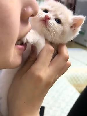 A post by @jmrjy19 on TikTok caption: #so #cutecat #cat #animals #like 