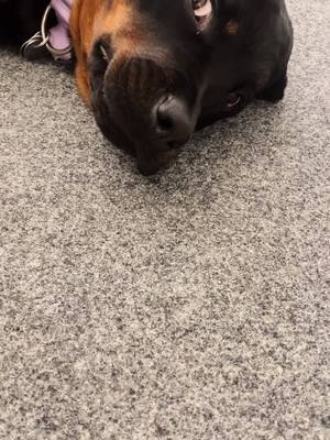 A post by @tyra_rotti on TikTok caption: #dufilmstmichdieganzezeit#hund#rotti#rottweiler#filmen#video#teddyteclebrhansound#sound#listenhund#funnysound