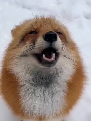 A post by @foxhub30 on TikTok caption: #fyp #fypシ #fypage #fypシ゚viral #fox #foxes #foxesoftiktok #foxtiktok #foxtok #foxtok🦊 #foxlove #foxlover🦊 #foxlovers #animal #animals #animalsoftiktok #cuteanimals #cute #pet #pets #petfox #nature #wilderness #autistic #actuallyautistic #autism #specialinterest 