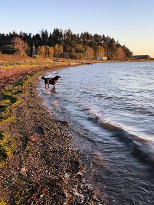 A post by @bluefrenchhorn26 on TikTok caption: Love my big guy! #dogsoftiktok #ocean #fypシ