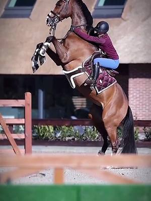 A post by @x.horse.edits on TikTok caption: 💜| Video/Clips—>[insta: kdfotografie]#equestrian #foryoupage #foryou #fypシ #viralvideo #fyp #viral #horseedit #showjumping #equestrianedit #horse #horsevideo #showjumpingedit #edit 