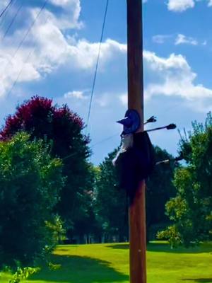 A post by @ronnydavidson on TikTok caption: #delawareguy #halloween2023 #phonepoleart #flatwitch #haloweendecorations