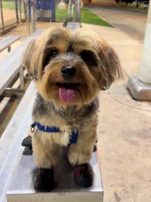 A post by @lucaswucass on TikTok caption: Another day at the park 🐶🍃 #dogsofttiktok #fyp #puppy 