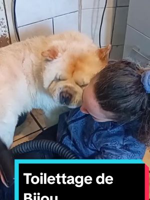 A post by @elodie82300 on TikTok caption: #chowchow #chowchowdog #Pulseur #pulseurpourchien #Bisous #lovedog #toilettagecanin #toilettagechien #chien #poils #brossage #brosse #Bijou #lovechowchow #lovechowchows