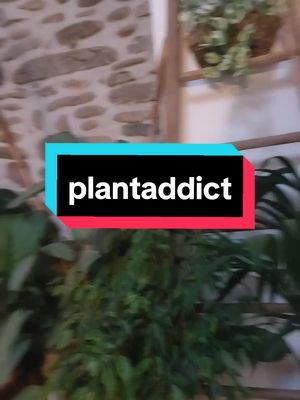 A post by @personnenestparfait on TikTok caption: #plantes #plants #interiorplants #decoplants #plantesvertes