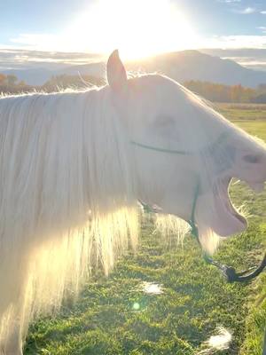 A post by @skalkaho_stables on TikTok caption: Stallion makeover 🤩 #horses #horsesoftiktok #equestrian #bitterroot #montana #gypsy #gypsyvanner #stallion 