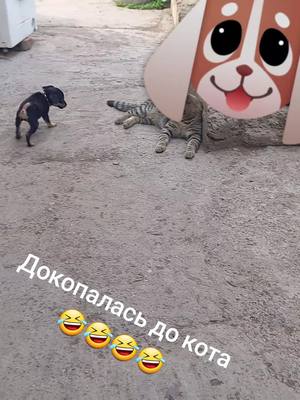 A post by @margarita300492 on TikTok caption: лучший друг человека.