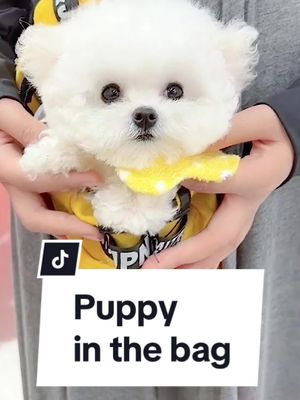 A post by @dolepetpark on TikTok caption: #puppylove #fypage #cute #dogsoftiktok #tiktokusa 