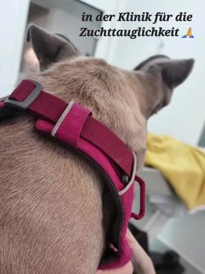 A post by @y.devildogs on TikTok caption: Dior wird meine Zucht bereichern ❤️ Meine eigene Nachzucht 😍 Ich bin so verdammt stolz  HD, Patella, Keilwirbel ED frei und Brachycephal untersucht und komplett freiatmend 🎉