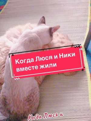 A post by @lusjaundniki on TikTok caption: #кошкалюся #котникита #длятебя #fürdich #fypシ