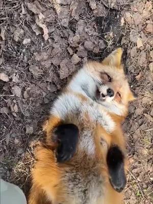 A post by @foxhub30 on TikTok caption: #fyp #fypシ #fypage #fypシ゚viral #fox #foxes #foxesoftiktok #foxtiktok #foxtok #foxtok🦊 #foxlove #foxlover🦊 #foxlovers #animal #animals #animalsoftiktok #cuteanimals #cute #pet #pets #petfox #nature #wilderness #autistic #actuallyautistic #autism #specialinterest 