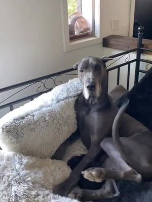 A post by @jonniedanes on TikTok caption: dear men: . ##fyp##woman##ladies##greatdane##greatdanesoftiktok##danes##danesoftiktok##dogs##dogsoftiktok