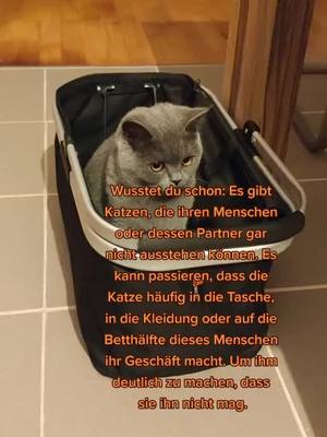 A post by @yukiundnaomi on TikTok caption: #erinnerung #catinfo  Wusstet ihr es?