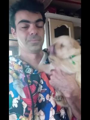 A post by @elodie82300 on TikTok caption: #chiots #chowchow #chowchowpuppy #poils #gamelles #poids #pesée #Baguera #Kiara #Balou #Simba #manger @gohane