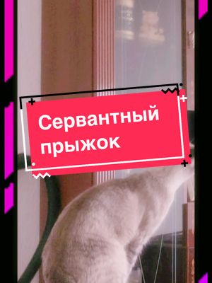 A post by @lusjaundniki on TikTok caption: #кошка #кошкалюся #длятебя #fürdich #fypシ #прикольно