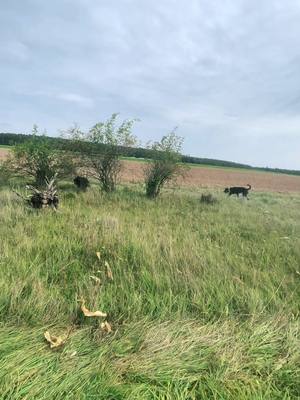 A post by @tyra_rotti on TikTok caption: Herrchen suchen 🥰🐾  #suchen#suchspiel#herrchensuchen#rottweiler#training#rotti#dog#dogtrain#havefun