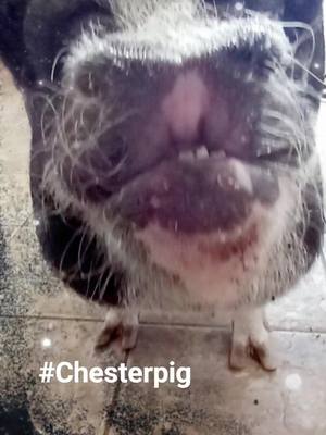 A post by @winchesterpig on TikTok