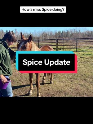 A post by @parsonsrescue on TikTok caption: #CapCut #rescue #nonprofit #parf #adopt #charity #fypシ #animalsoftiktok #horserescue #animalrescue #canadiancharity #rescuehorse #horsesoftiktok #support