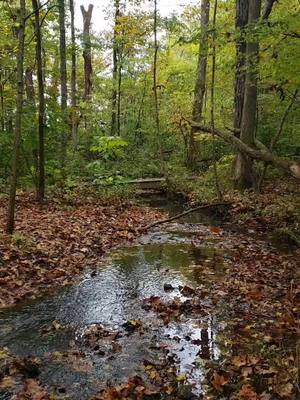 A post by @naturalgeekery on TikTok caption: Hi TikTok. It's been a while, eh? Have 30 weconds of crickets by a peaceful creek. Stay as long as you would like.  A lot of change happening on my end. I'm hoping to have a bit more posted here and there in the future. How have you been? I've missed you all. #forestbathing #peace #gratitude #keepshining #balance #longtimenosee 