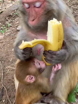 A post by @loveanimals106 on TikTok caption: #monkey #animals #monkeysoftiktok #fypシ