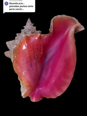 A post by @cosimovincidesign on TikTok caption: Perle conch