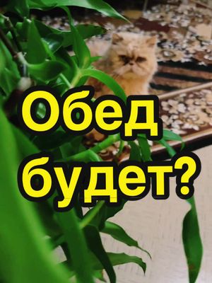 A post by @lusjaundniki on TikTok caption: #кот #котникита #длятебя #fürdich #fypシ