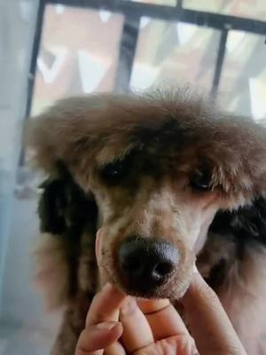 A post by @adorablepet0_0 on TikTok caption: The dog’s hair#pet #cute #dog #hairstyle #funny 