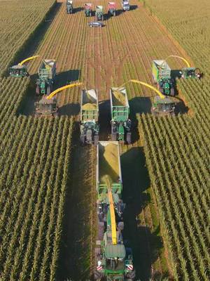 A post by @kamasu666 on TikTok caption: The BIGGEST John Deere Production of the Year.. Van den Tillaart Agrar with 5 John Deere Harvesters and 10 John Deere Transport combinations.. we just love this team..  #johndeere #videooftheday #johndeerepower #harvest #farm #farmlife #viral #viralvideo #bigteam #mais #corn #picoftheday #johndeereharvester 