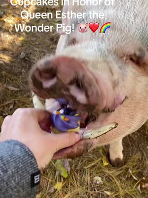 A post by @mogiemw on TikTok caption: Cupcakes in honor of @Esther the Wonder Pig . In our hearts, minds and memories forever. #queenesther #estherthewonderpig #pigsoftiktok #pigrescue #changedtheworld 