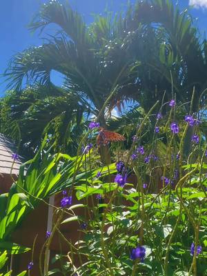 A post by @mrs.maritt on TikTok caption: Magia y fantasia!#naturaleza #jardin #mariposas🦋 #plantadebervena #parati #miamiflorida #marisanc #sabado