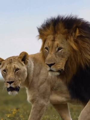 A post by @animals.x.king on TikTok caption: King and Queen👑#lion #king #lioness #queen #goviral #tiktok #animalsedit #foryou #fyp #trend #xyzcba #crzgf #viral #makethisviral #animals #edit 