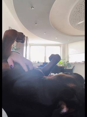 A post by @tyra_rotti on TikTok caption: ❤️❤️ #cuddlebuddy#cuddletime#dog#doglove#rotti#schmuseb#n#kuscheln#kraulen#rottilove#vonwegenkampfhund#liebe#mydog