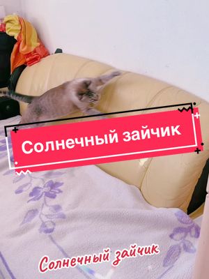 A post by @lusjaundniki on TikTok caption: #кошкалюся #длятебя #fürdich #fypシ