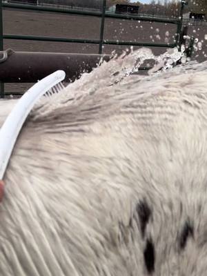 A post by @skalkaho_stables on TikTok caption: Last bath of the season #barnlife #horses #horsesoftiktok #equestrian #satisfying 