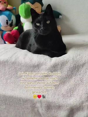 A post by @adikaps22031999 on TikTok caption: #stitch mit @Lloreena Bell ja das stimmt, das Katzen auch schlimme Verlustängste bekommen können🥺 #katzen #cattiktok #katzenvideo #katzenvideos #katzenclip #katzenauftiktok #katzenliebe #katz #fy #katzenkönnenauchlieben #katzenpapa #katzendaddy #katzendad #katzi #virale #ichundmeinekatze #meinekatzeundich #katzenverstehen #dasistliebe #Simba #fürdichseit #fürdichdichseiten #fürdich #folgemir #adikaps #adikaps22031999 