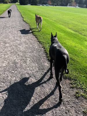 A post by @titan.and.his.dads on TikTok caption: A friend of ours recently lost two of his four Great Danes within the span of a couple of weeks. Our hearts are broken and we grieve for our friend and his recently passed girls, Dolce and Carmella. To help share the light and love they brought, here’s a video of Titan running around with Carmella (fawn colored) and her sisters Bianca and Angie. #greatdane #greatdanesoftiktok 